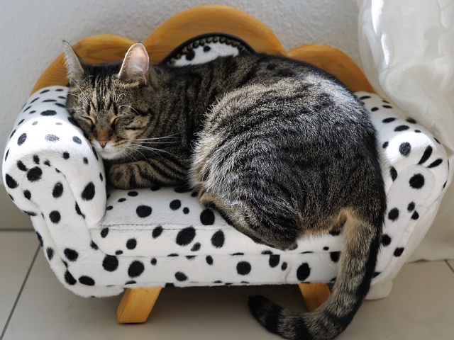 専用ソファーで寝る猫
