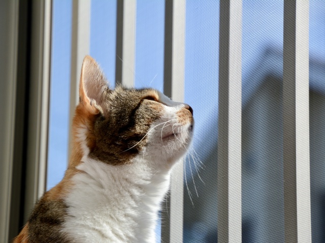 窓の外を見上げる猫