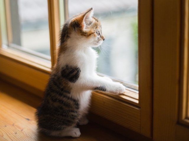 窓の外を見つめる子猫