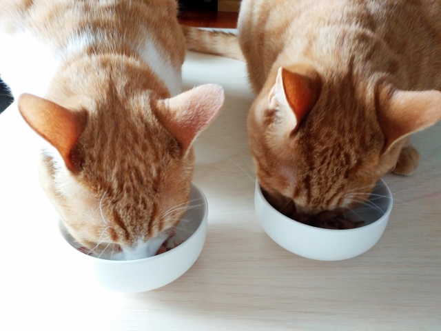 猫２匹で食事