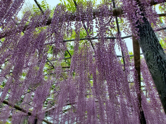 妙福寺の藤のトンネル