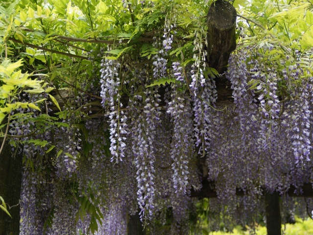 藤の花アップ