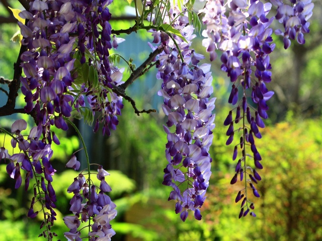 藤の花と自然